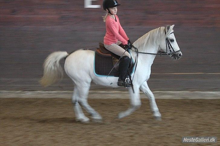 Anden særlig race ivan billede 13