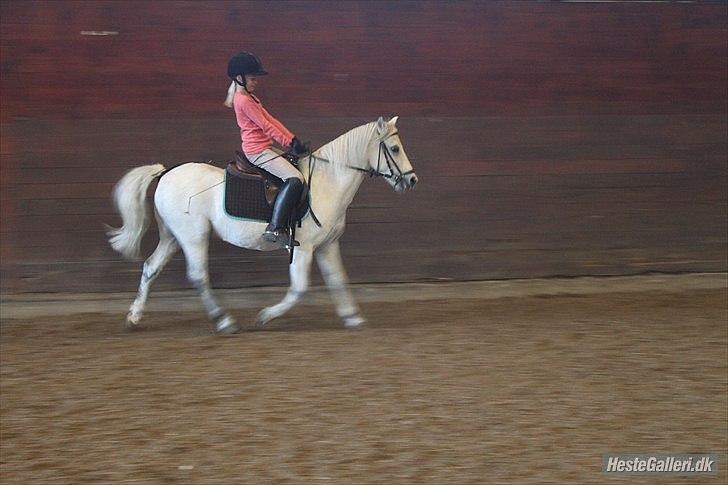 Anden særlig race ivan billede 14