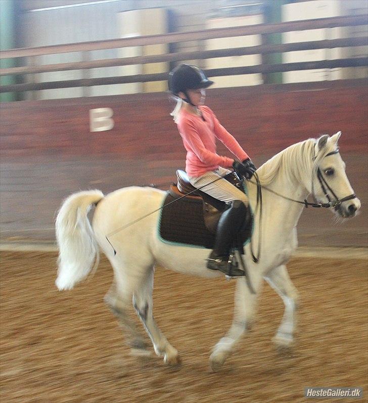Anden særlig race ivan billede 16