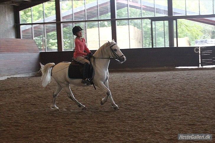 Anden særlig race ivan billede 17