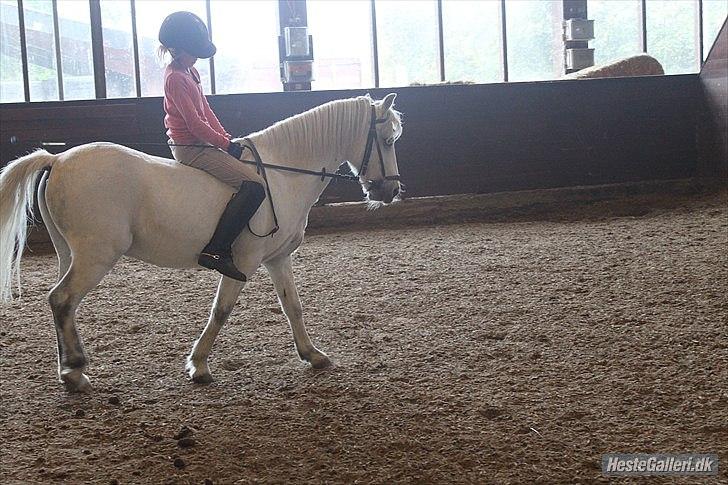 Anden særlig race ivan billede 18