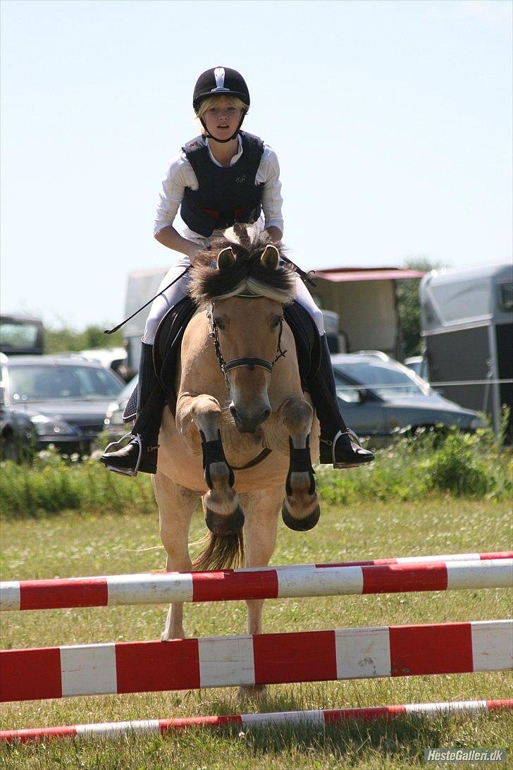 Fjordhest Anna (feline) *x-part. billede 1