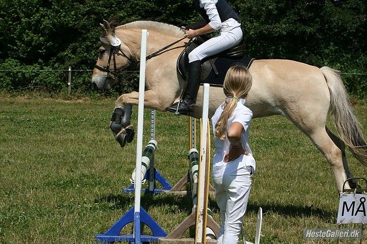 Fjordhest Anna (feline) *x-part. billede 2