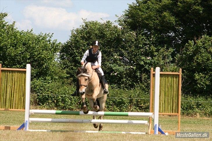 Fjordhest Anna (feline) *x-part. billede 3