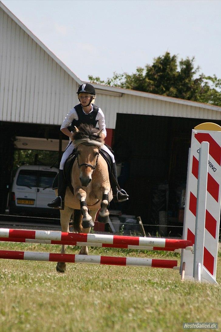 Fjordhest Anna (feline) *x-part. billede 4