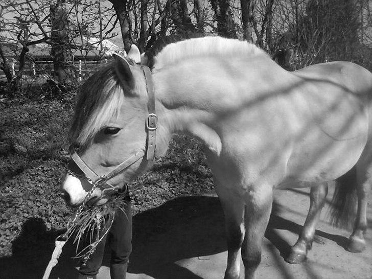 Fjordhest Anna (feline) *x-part. billede 5