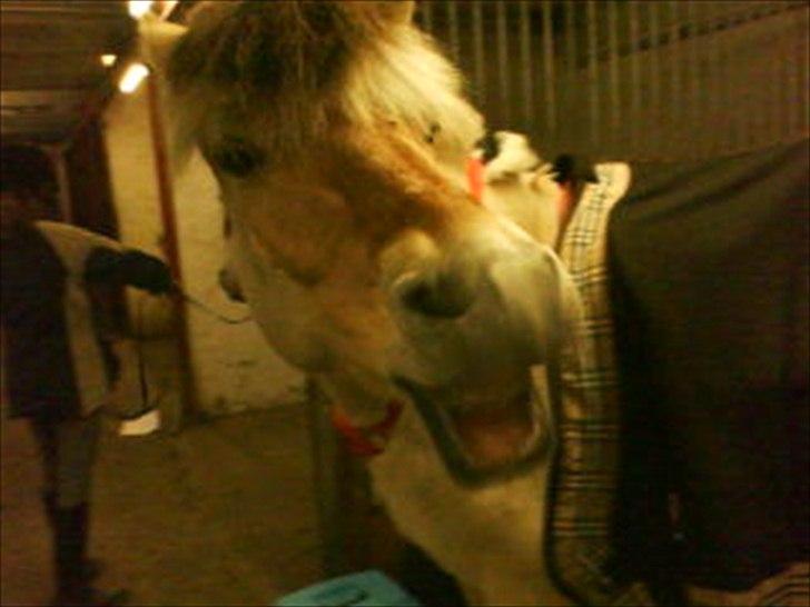 Fjordhest Anna (feline) *x-part. billede 6