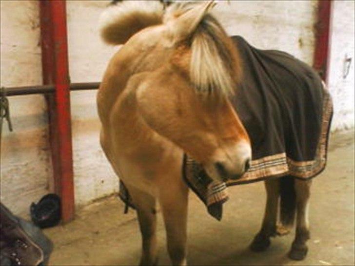 Fjordhest Anna (feline) *x-part. billede 7