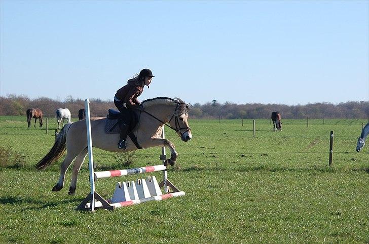 Fjordhest Anna (feline) *x-part. billede 8