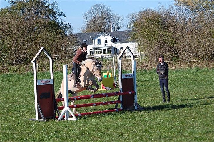 Fjordhest Anna (feline) *x-part. billede 9