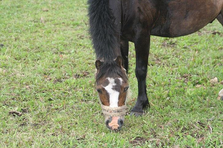 Anden særlig race Impuls Langebæk  billede 18