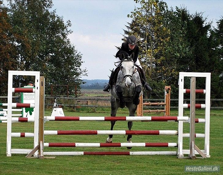 Polsk Varmblod Hoplita (Polle) - polle i nibe :) YNDLINGS!! taget af sissel, takker :)  billede 15