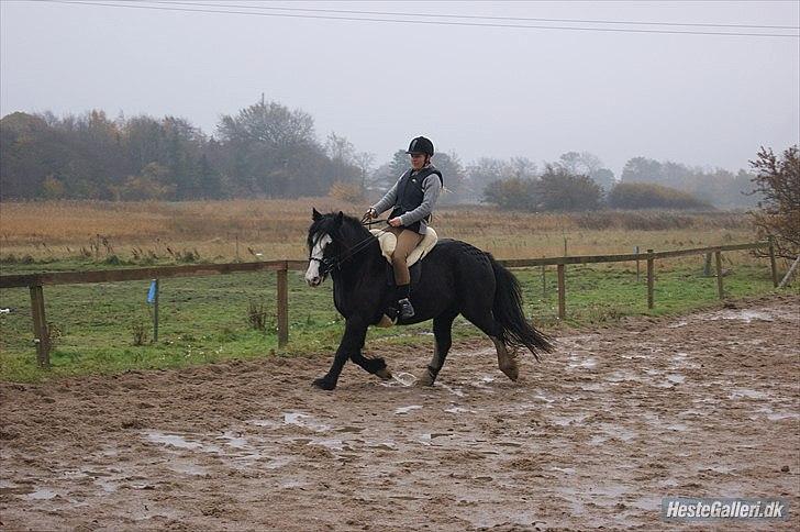 Tinker Zarmora R.i.P - Zarmora med rytter 2010 billede 10