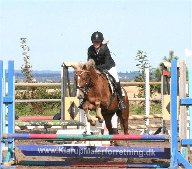 Anden særlig race Kira - 2x klubmester (solgt) - LD sko billede 13