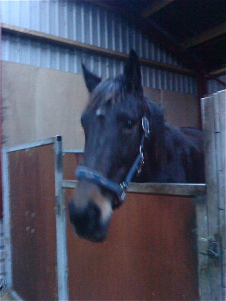 Traver Jet Queen ( laika/ pigen)[Vil Altid være savnet] - savner hende :´( billede 19