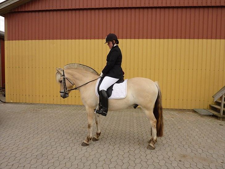 Fjordhest Højgaards Fronar *solgt* - 5 års championat FJH Øst billede 12