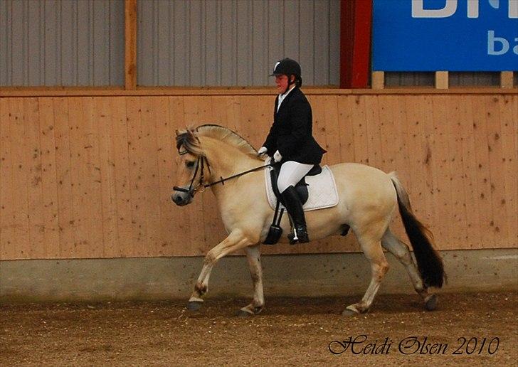 Fjordhest Højgaards Fronar *solgt* - 5 års championat FJH Øst billede 13