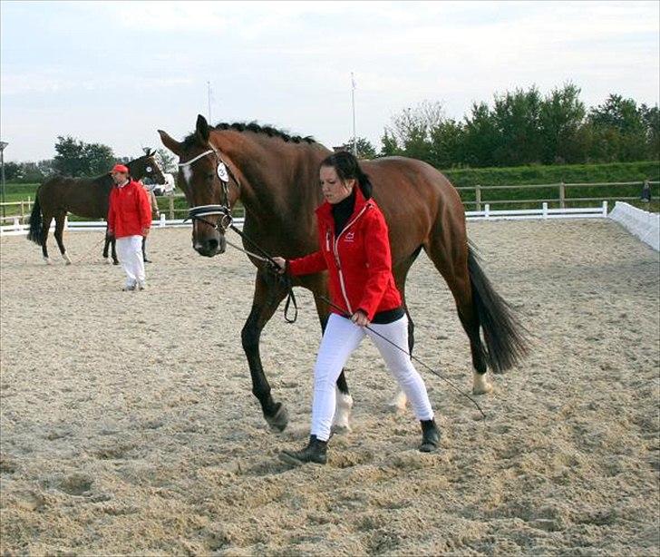 Dansk Varmblod Åkær Charlot (RDS Kåret) - Charlot til egnethedstest og kåring 3 okt 2010, blev RDS kåret :) billede 12