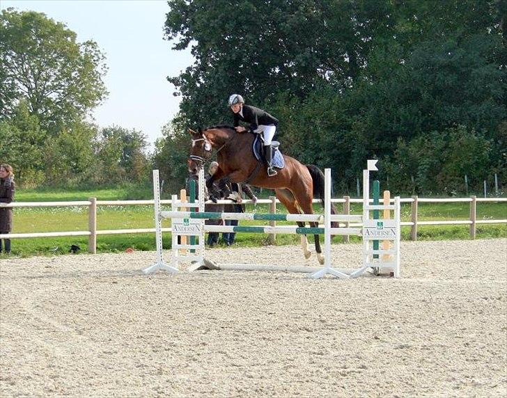 Dansk Varmblod Åkær Charlot (RDS Kåret) - Charlot til egnethedstest og kåring 3 okt 2010, blev RDS kåret :) billede 13