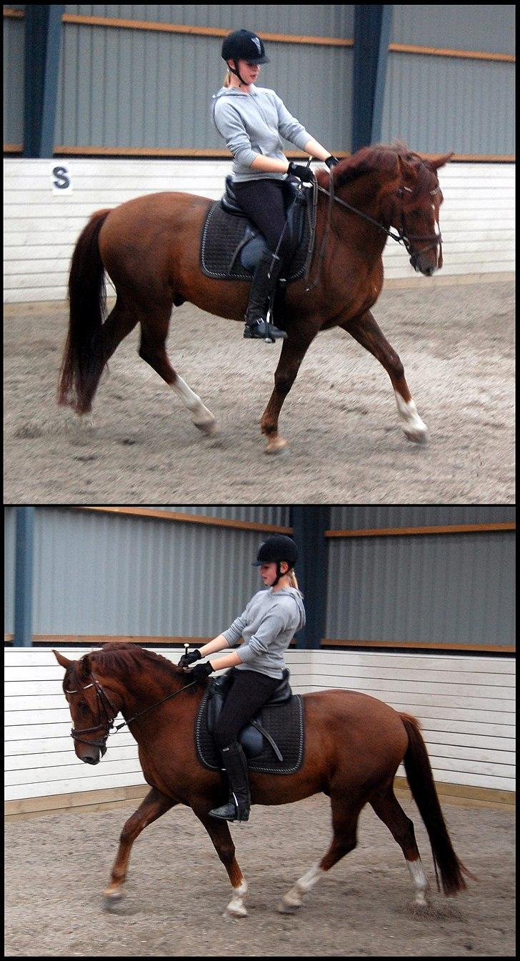 Anden særlig race Ami 'tidligere part(-;' - 10) 3/10-10. Dressur.  billede 10