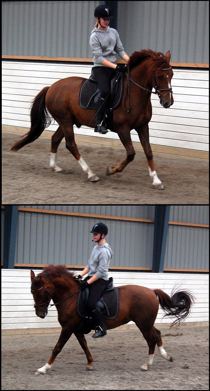 Anden særlig race Ami 'tidligere part(-;' - 14) 3/10-10.  Dressur.  billede 14