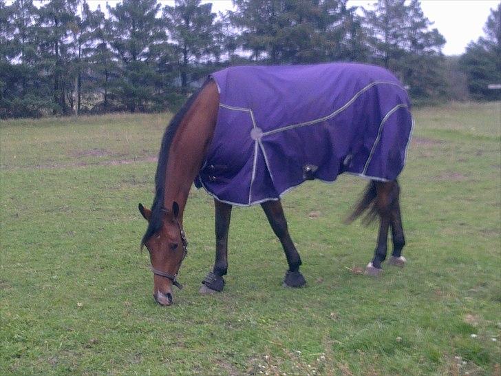 Dansk Varmblod Bakkegaardens Anemone billede 2