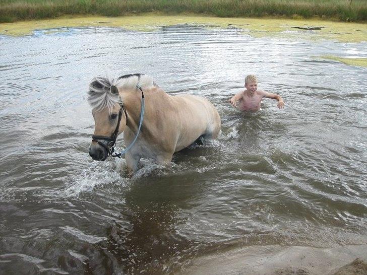 Fjordhest brage tidselbjerg - jeg ville blive i men det ville han ikke q: billede 11