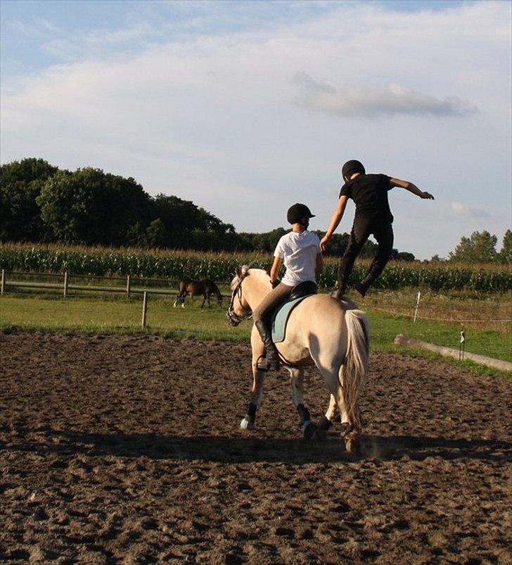 Fjordhest brage tidselbjerg - brage er en meget rolig hest og finder sig i næsten alt også at man ståt på røven af ham q: billede 12