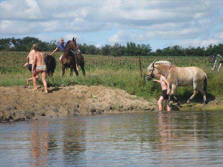Fjordhest brage tidselbjerg - vi prøver at hoppe i vandet igen ;D billede 13