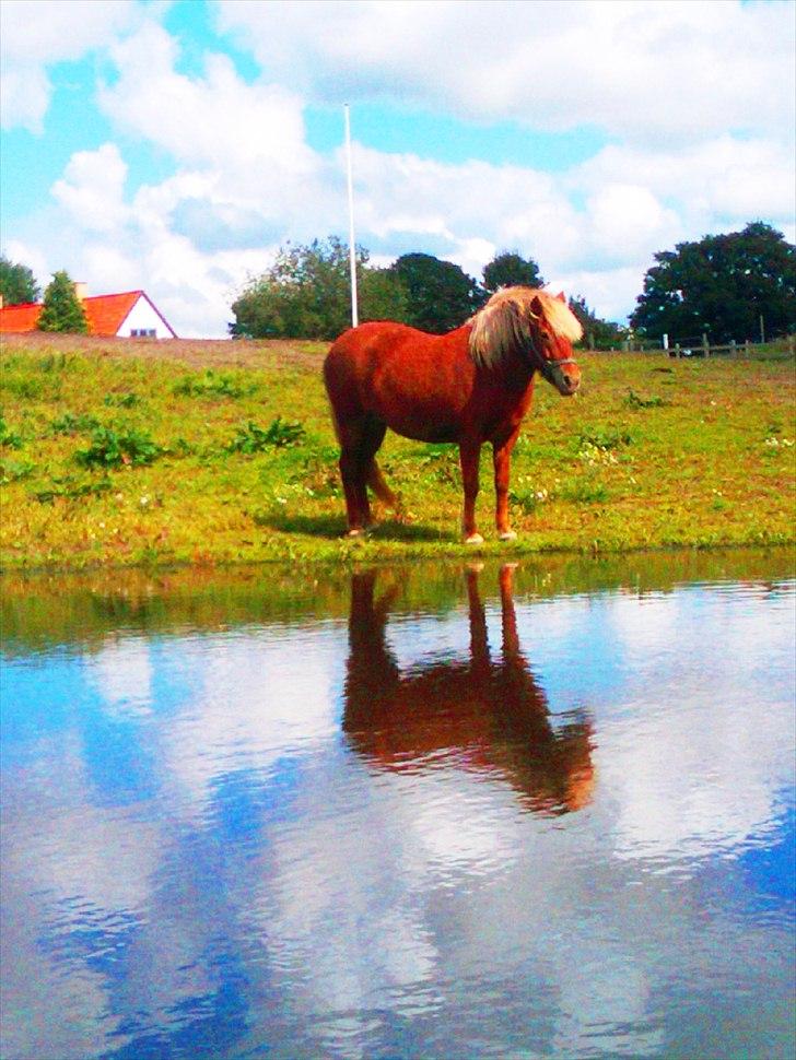 Islænder Fjóla fra freersvang  - der står min prinsesse så smuk og uskyldig så fræk og så yndig:) billede 11