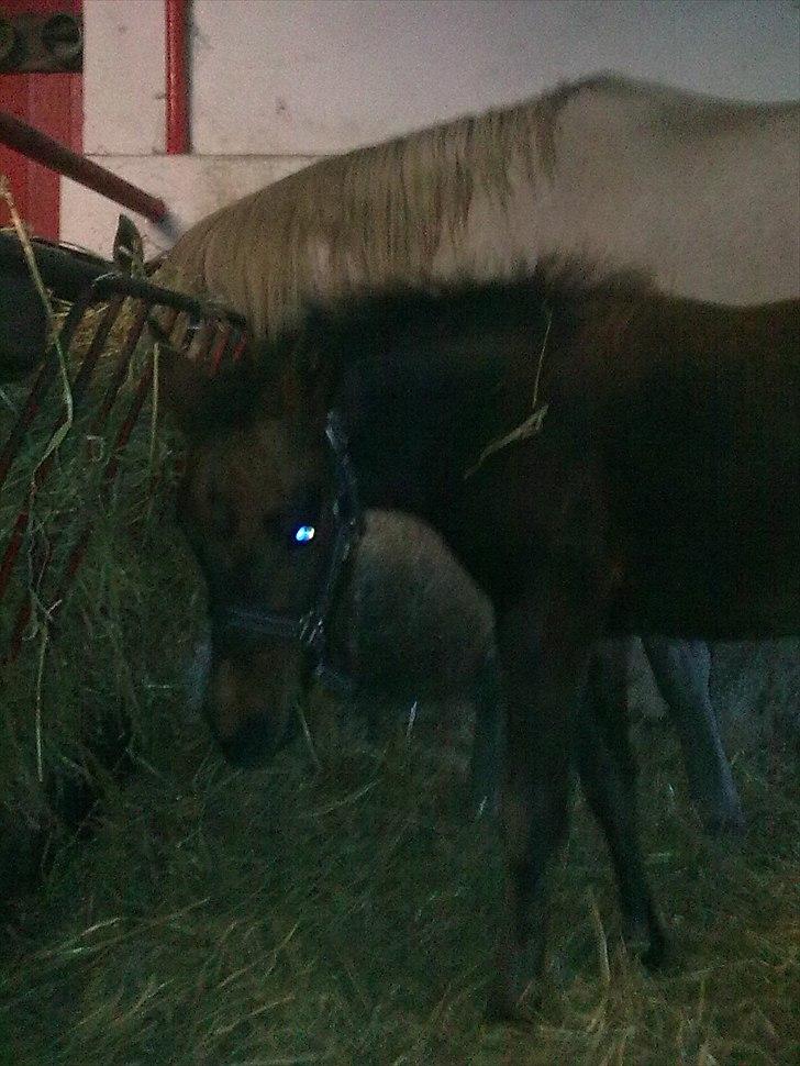 Connemara Marienhøjs Bella billede 8