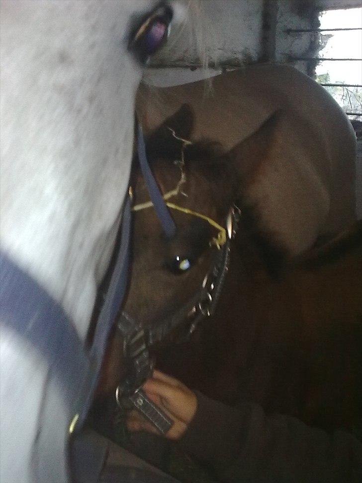 Connemara Marienhøjs Bella billede 11