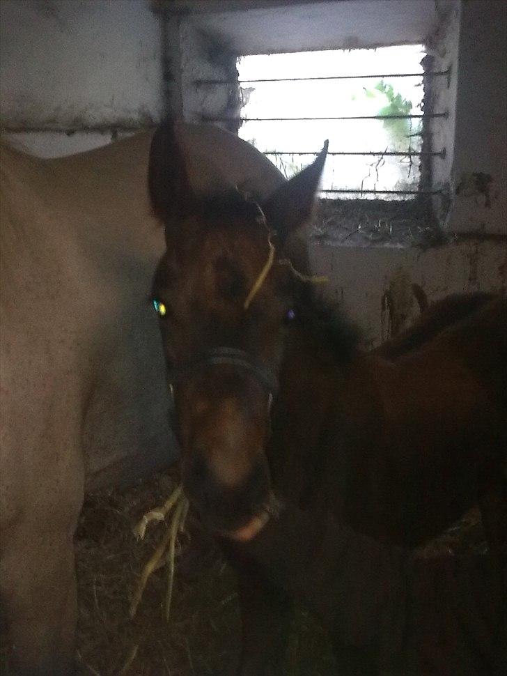 Connemara Marienhøjs Bella billede 12