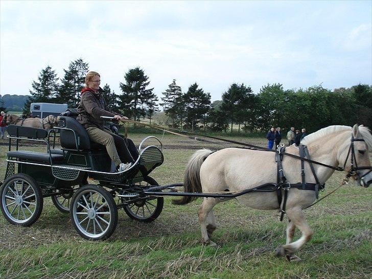 Fjordhest Jydegårdens Luna - Køredag i kærby  billede 16