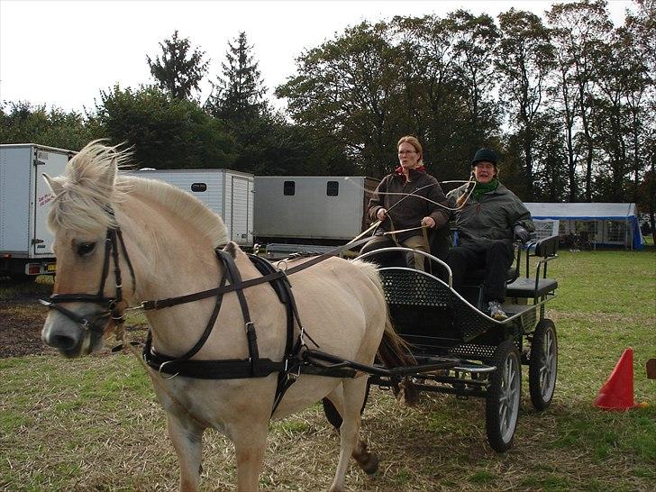 Fjordhest Jydegårdens Luna - toppe kørsel billede 17