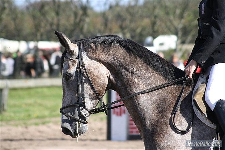 Holstener Charatu. - Han er dejlig! :) billede 15