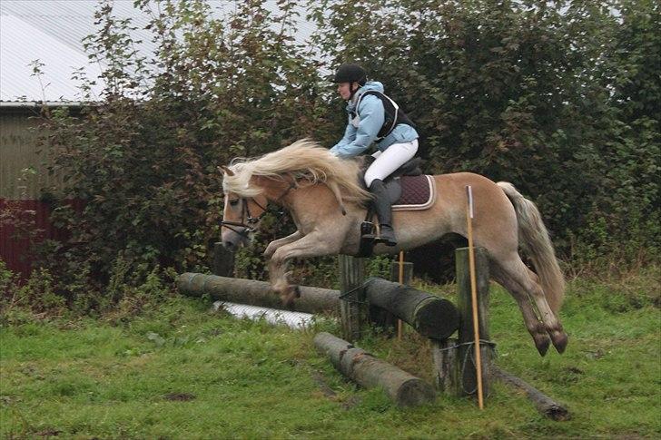 Haflinger Cody - CNCP80 Military på Sønderskov d. 26/9 2010 :) billede 13