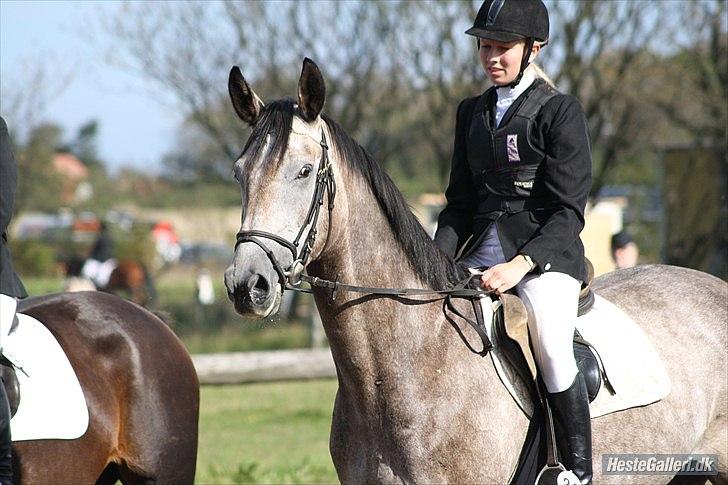 Holstener Charatu. - :) billede 17