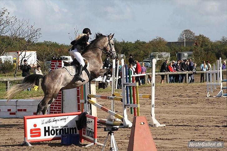 Holstener Charatu. - Ved godt jeg ikke sidder pæn, men kig på ham! :) billede 18