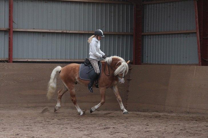 Haflinger Why Now SOLGT billede 14