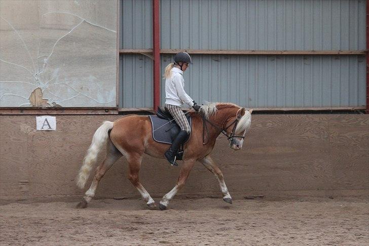 Haflinger Why Now SOLGT billede 15