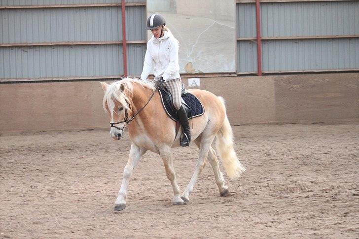 Haflinger Why Not  SOLGT billede 11