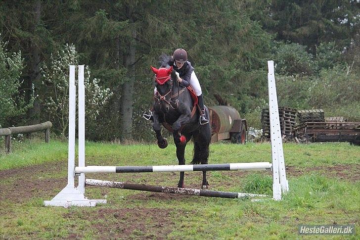 Dansk Varmblod Pilelunden's Lucky Star - SOLGT -  - tak kirsten<3 haderup stævne :) billede 14