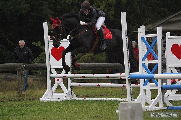 Dansk Varmblod Pilelunden's Lucky Star - SOLGT -  - tak kirsten<3 haderup stævne :) billede 15