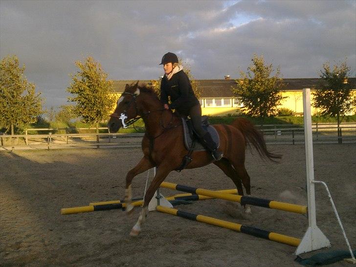 Arabisk fuldblod (OX) SR Melekov OX (SOLGT) - Mele og jeg, der springer for første gang :) billede 6