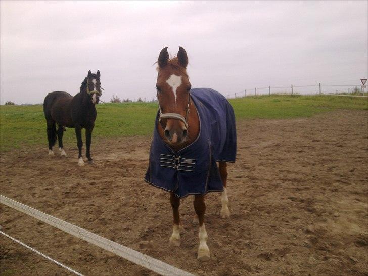 Arabisk fuldblod (OX) SR Melekov OX (SOLGT) - Smukke Mele på folden billede 9