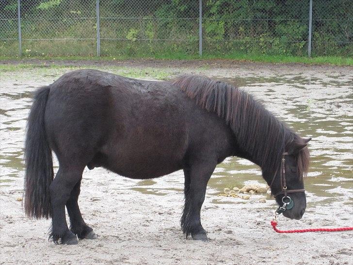 Shetlænder Magnum<3 , - en dejlig dag med kiki og magnum <3 billede 6