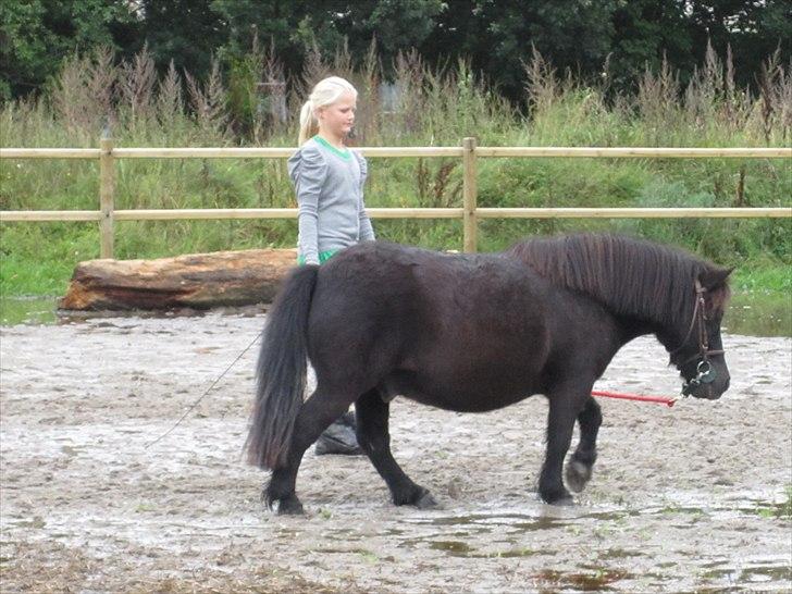 Shetlænder Magnum<3 , billede 7