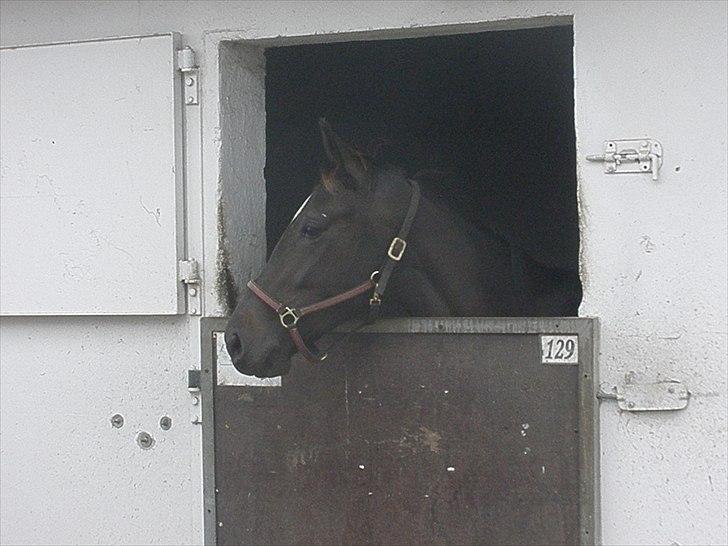 Traver precious pride billede 16