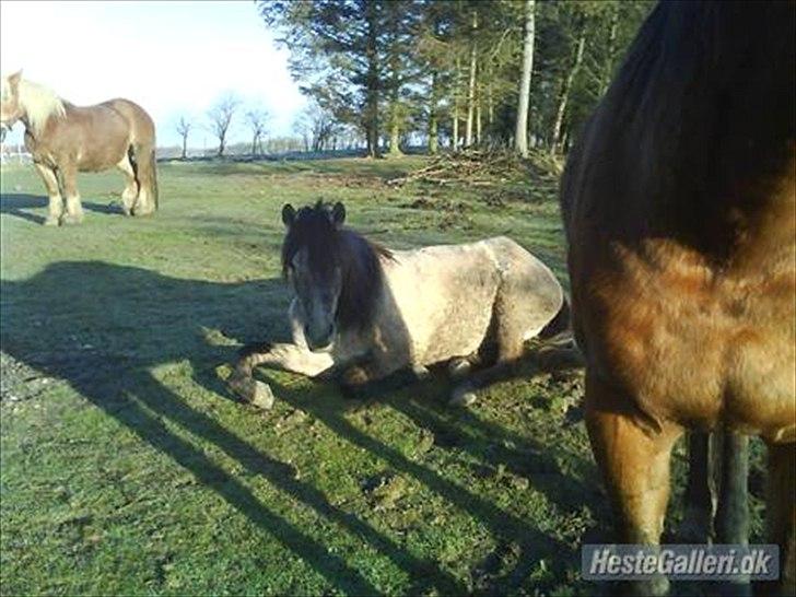 Anden særlig race Bella **SOLGT** - Uhhh... jeg så træt.. :D billede 11. HAHa "lille" bella er vist træt :p  billede 10